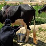 زنان در ولایت غور علاقه زیادی به زراعت و دامداری پیدا کرده‌اند