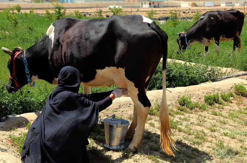 زنان در ولایت غور علاقه زیادی به زراعت و دامداری پیدا کرده‌اند