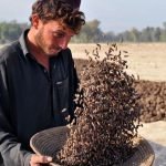 ۹۳٪ درصد جلغوزه تولیدی افغانستان قاچاق می‌شود