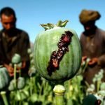 صرف نزدیک به ۹ میلیارد دالر برای مبارزه با مواد مخدر در افغانستان
