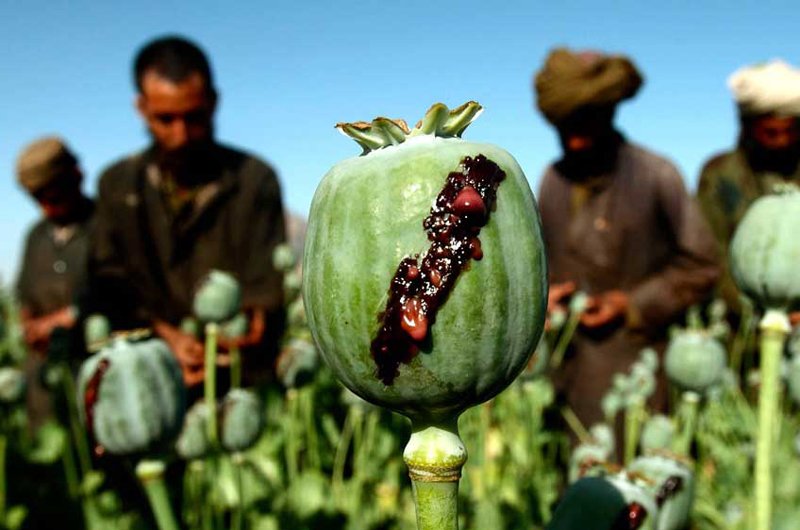 صرف نزدیک به ۹ میلیارد دالر برای مبارزه با مواد مخدر در افغانستان