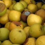 وضع تعرفه از سوی پاکستان، ۲۲ هزار تن سیب را تهدید می‌کند