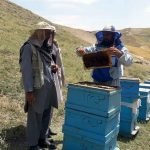 تخار در زمینه تولیدات زنبورداری ۳۰ درصد افزایش را تجربه می‌کند