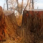 ساکنان بادغیس از قطع درختان ارچه ابراز نگرانی می‌کنند