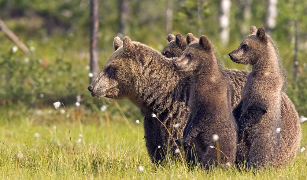 Wildlife (14)
