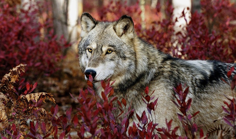 Wildlife (17)