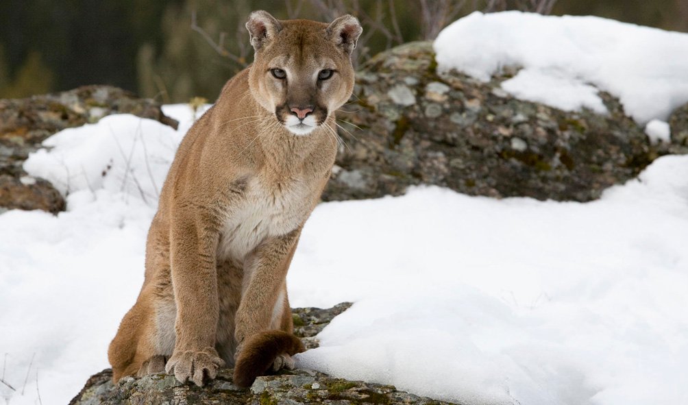 Wildlife (18)