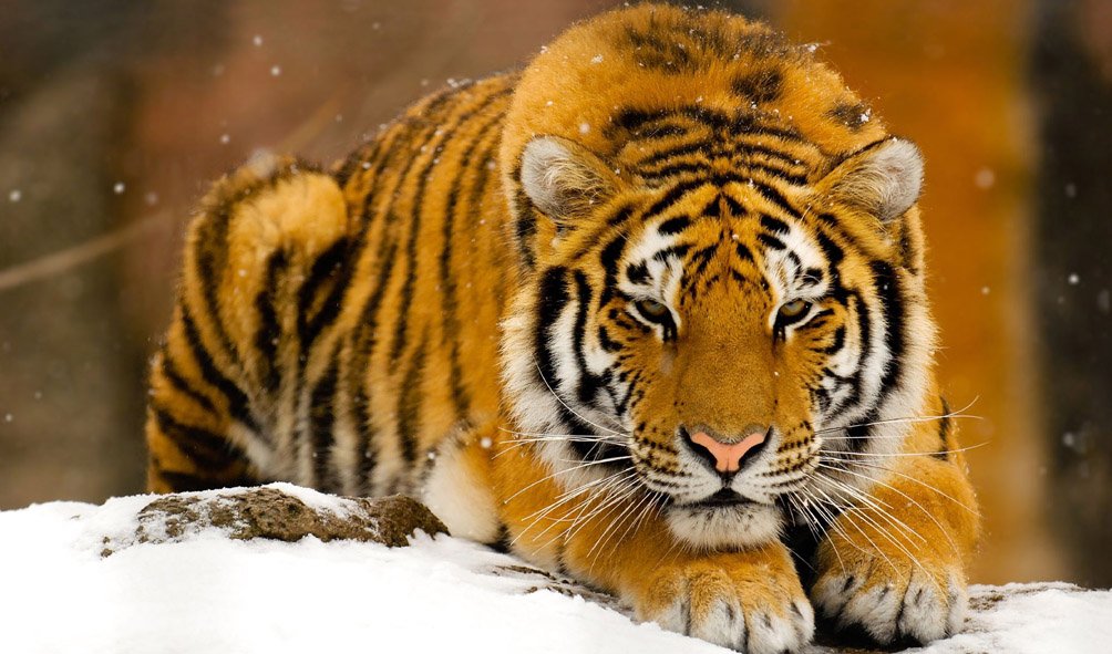 Wildlife (19)