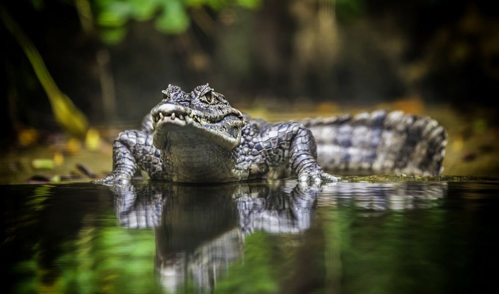 Wildlife (2)
