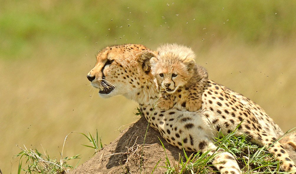 Wildlife (20)