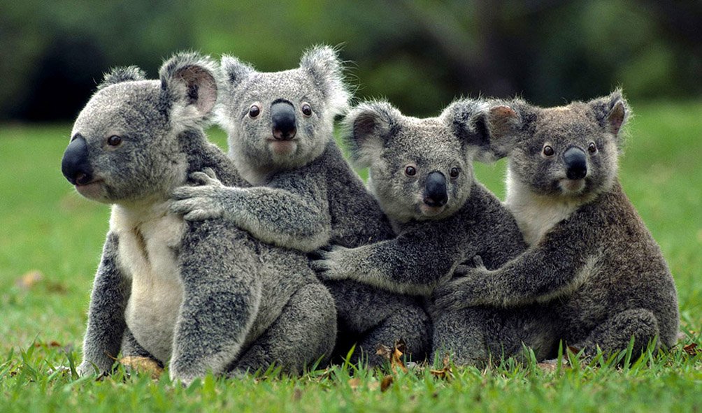Wildlife (21)