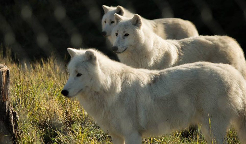 Wildlife (22)
