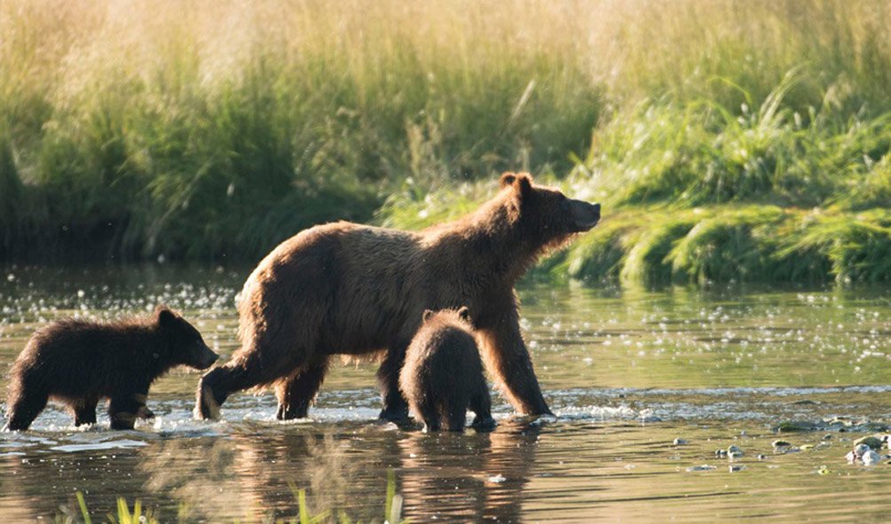 Wildlife (24)