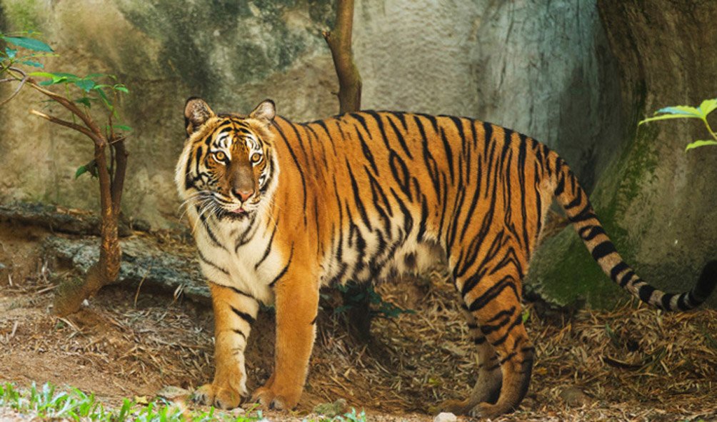 Wildlife (25)