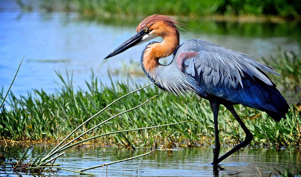 Wildlife (27)