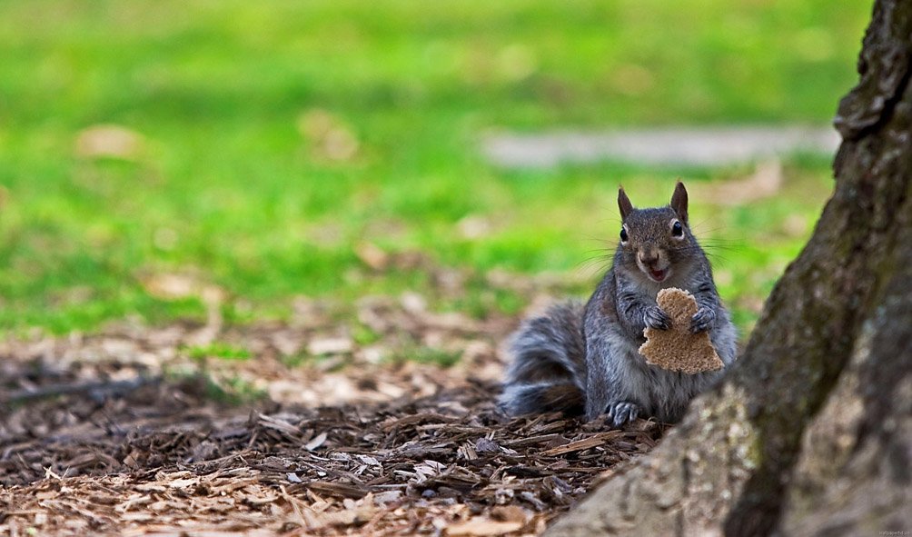 Wildlife (28)