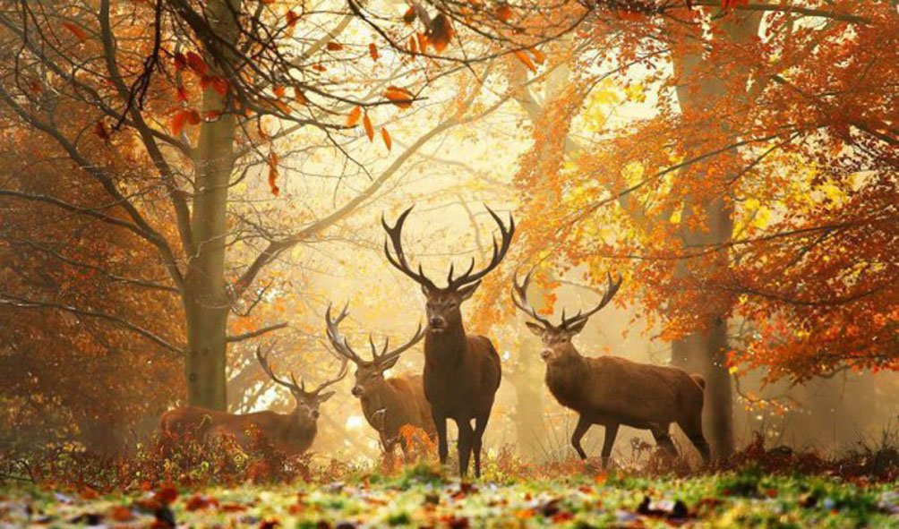 Wildlife (3)