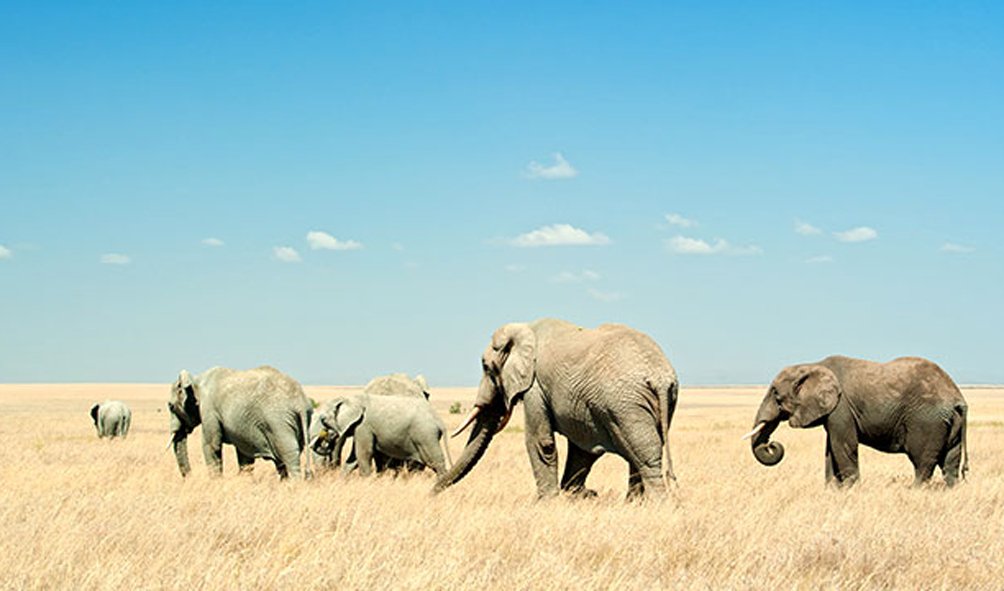 Wildlife (30)