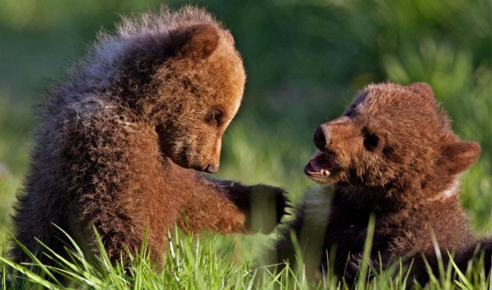 Wildlife (31)