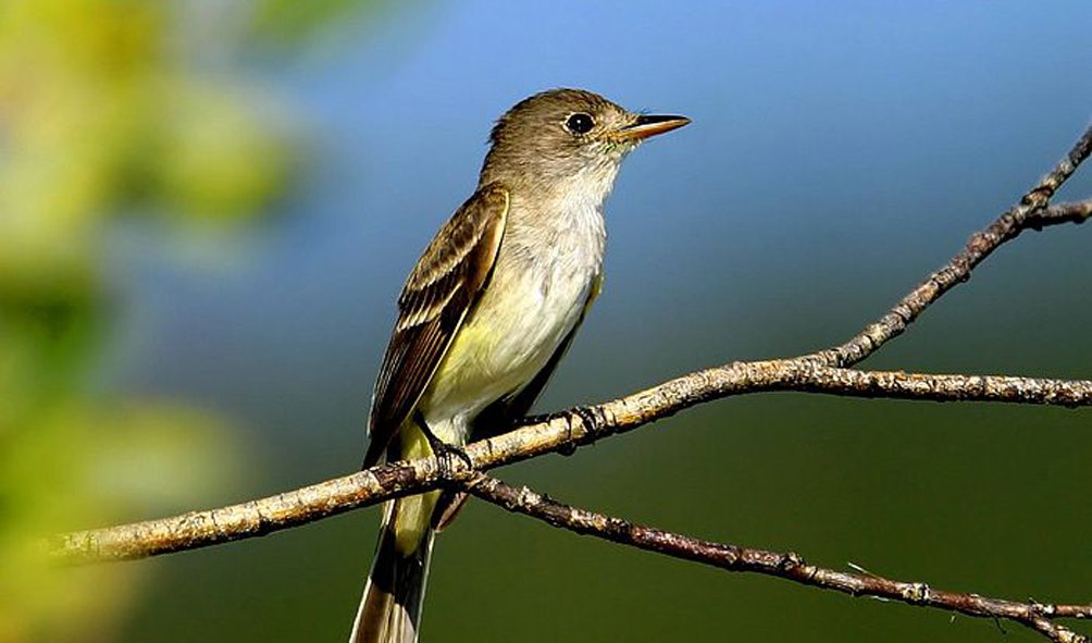 Wildlife (32)