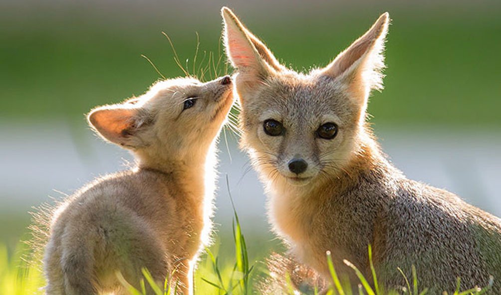 Wildlife (33)