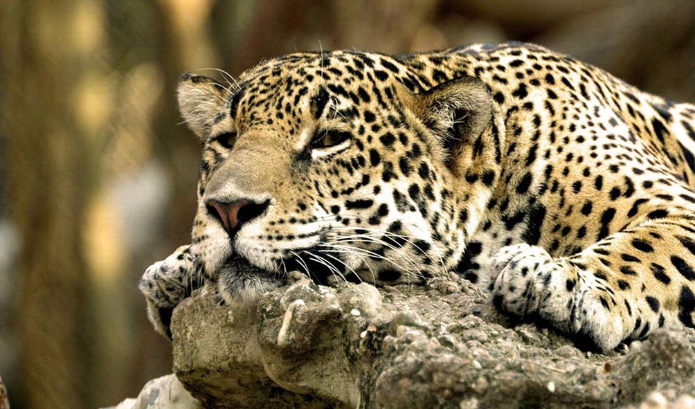 Wildlife (35)