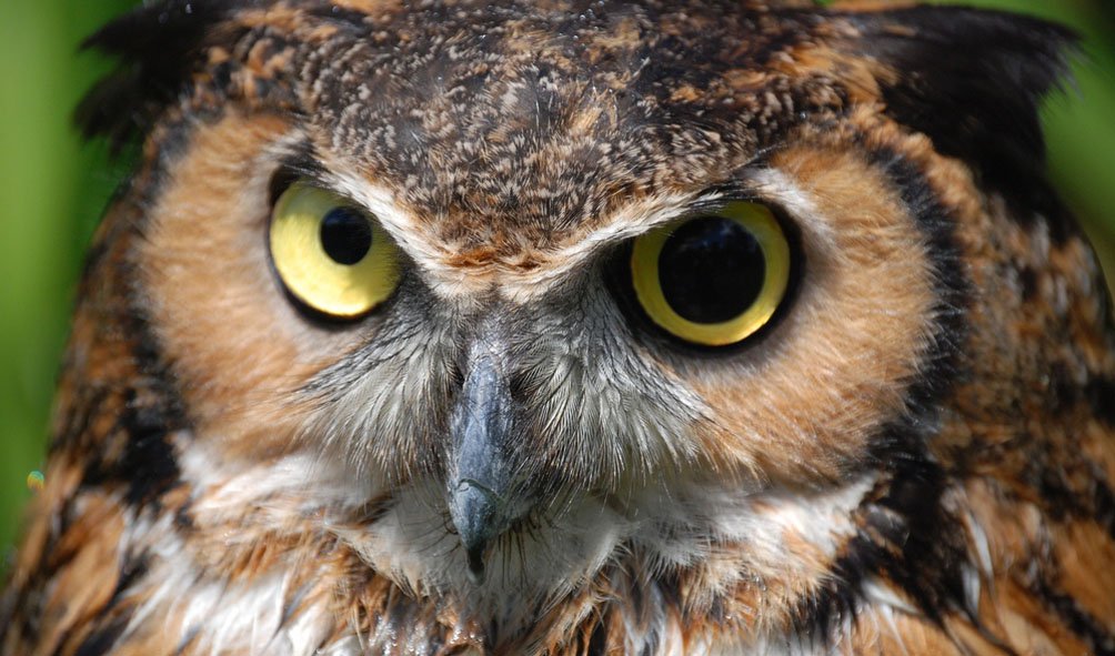 Wildlife (36)