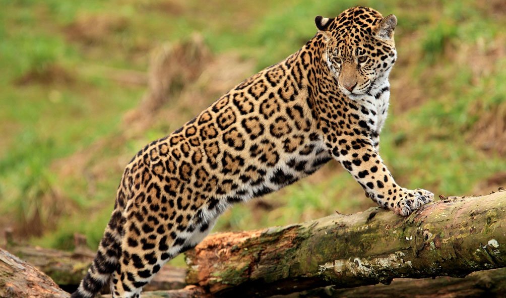 Wildlife (4)