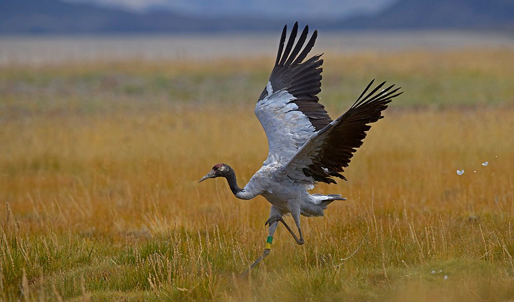 Wildlife (5)