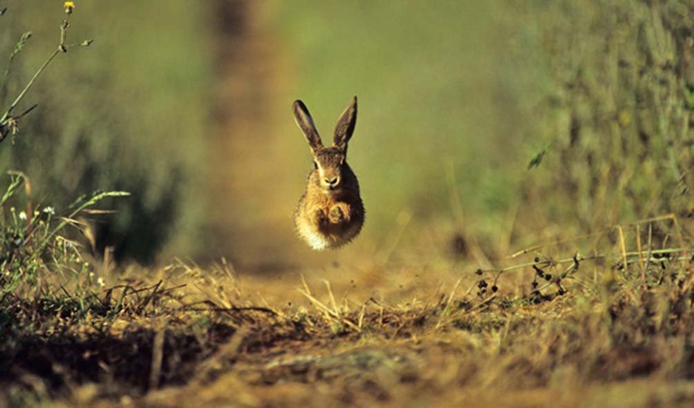 Wildlife (65)
