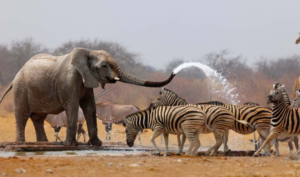 Wildlife (66)